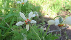 Blumenbachia insignis