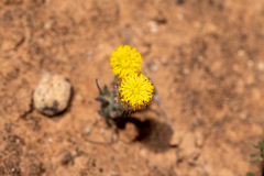 Asteridea athrixioides
