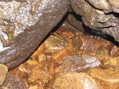 Quasipaa exilispinosa