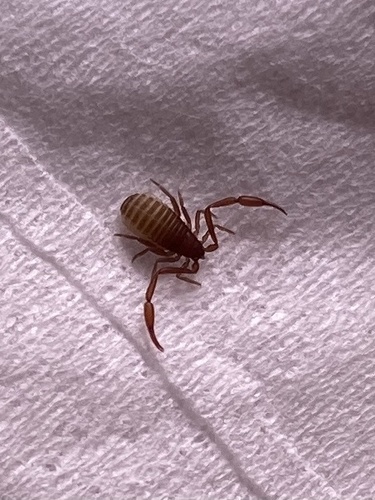 House Pseudoscorpion