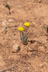 Asteridea athrixioides