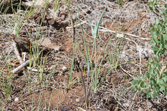 Calochortus nuttallii