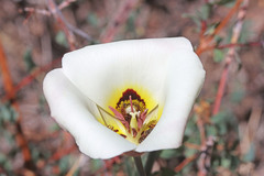 Calochortus nuttallii