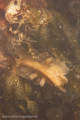 Phrikoceros mopsus