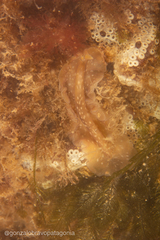 Phrikoceros mopsus