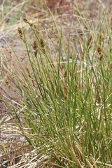 Carex occidentalis