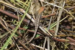 Lesser Ornate Whorltail Iguana photo 3