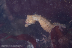 Hippocampus patagonicus