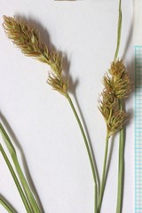 Carex occidentalis