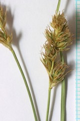 Carex occidentalis
