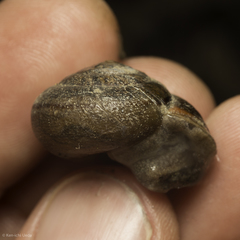 Helminthoglypta diabloensis