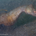 Patagonian Seahorse - Photo (c) Gonzalo Bravo, some rights reserved (CC BY-NC), uploaded by Gonzalo Bravo