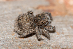 Maratus vespertilio