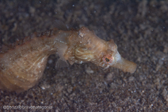 Hippocampus patagonicus