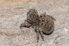 Maratus vespertilio