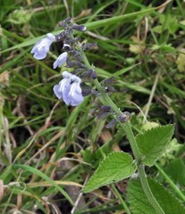 Salvia cardiophylla