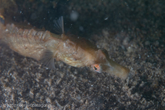 Hippocampus patagonicus