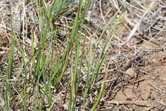 Carex vallicola