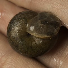 Helminthoglypta diabloensis