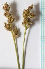 Carex vallicola