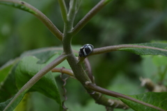 Epilachna convergens