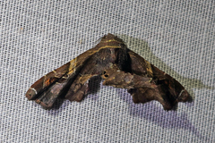 Eutelia auratrix