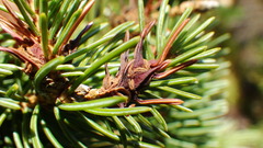Adelges lariciatus