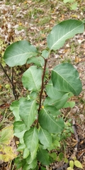 Pyrus calleryana