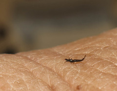 Klambothrips myopori