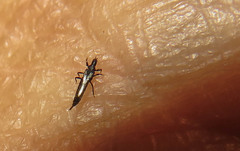 Klambothrips myopori