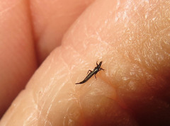 Klambothrips myopori