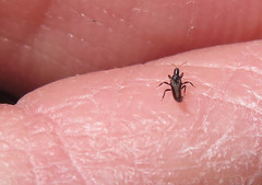 Klambothrips myopori
