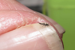 Klambothrips myopori