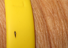 Klambothrips myopori