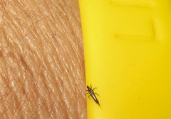 Klambothrips myopori