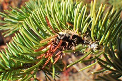 Adelges lariciatus