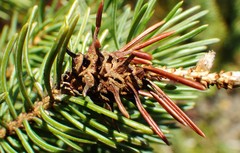 Adelges lariciatus