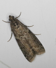 Oreana unicolorella