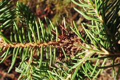 Adelges lariciatus