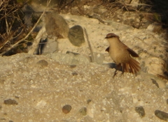 Scelorchilus albicollis