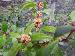 Maytenus magellanica