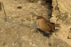 Scelorchilus albicollis