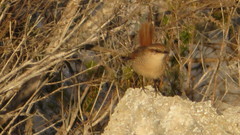 Scelorchilus albicollis