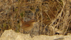 Scelorchilus albicollis