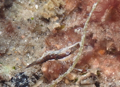 Leander tenuicornis