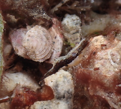 Leander tenuicornis