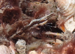 Leander tenuicornis