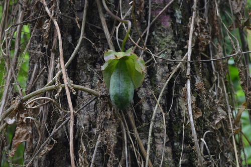 Cobaea scandens image