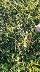 Pamphalea bupleurifolia