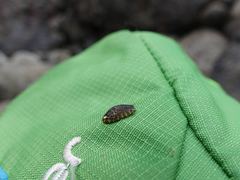 Onchidella nigricans